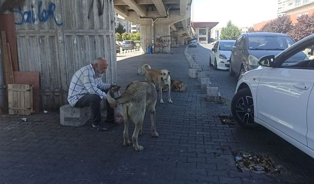Karınları doyurulan köpek sürüsü gelene geçene saldırdı