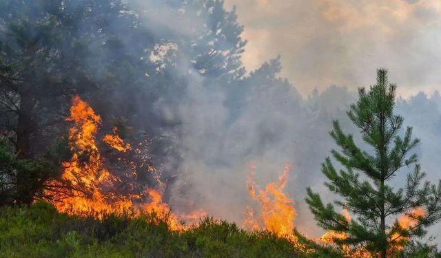 Orman yangınlarıyla ilgili 7 şüpheli gözaltına alındı, 2 şüpheli tutuklandı