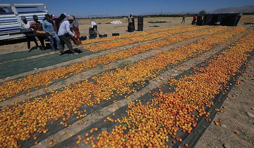 Malatya’da kayısı hasadı başladı: Mevsimlik işçilerin zorlu mesaisi