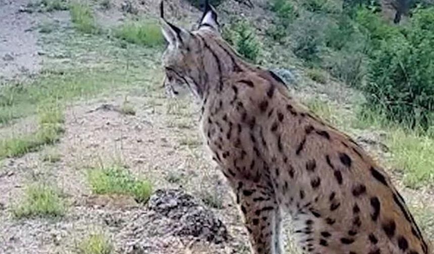 Vaşak fotokapana yansıdı