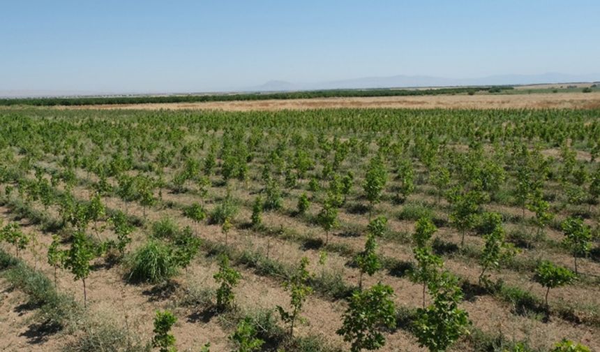 Malatya’da 30 bin adet fidan refüj ve parklarda dikime hazır hale getirildi