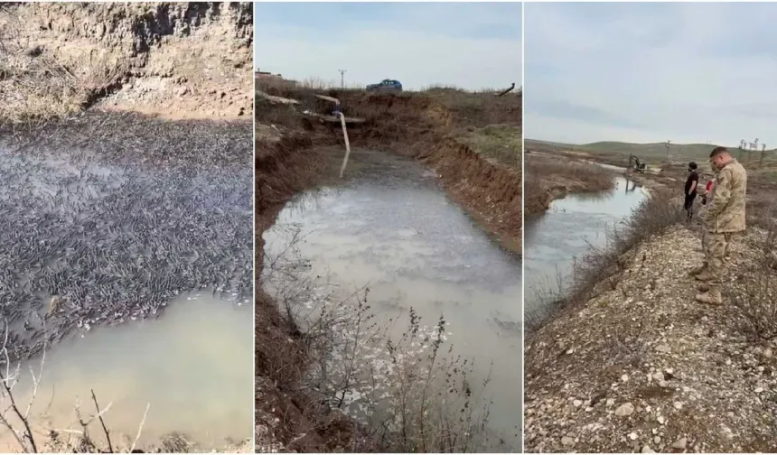 Diyarbakır’da Mahsur Kalan On Binlerce Balık Kurtarıldı